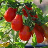 25 Graines de Tomate Poire Rouge