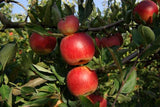 Graines de Malus Communis, Pommier Franc, Malus Sylvestris