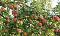 Graines de Malus Communis, Pommier Franc, Malus Sylvestris