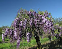 Graines Wisteria Floribunda, Glycine du Japon