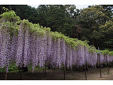 Graines Wisteria Floribunda, Glycine du Japon