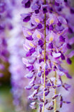 Graines Wisteria Floribunda, Glycine du Japon