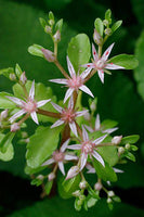 30 Graines Sedum stoloniferum