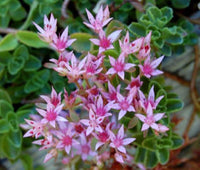 30 Graines Sedum stoloniferum