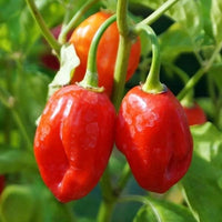 25 Graines de Piment Habanero Rouge