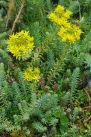 30 Graines Sedum montanum, Orpin des montagnes