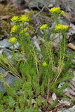 30 Graines Sedum montanum, Orpin des montagnes