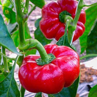 20 Graines de Poivron Doux "Topepo Rosso", Capsicum Annuum