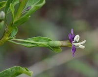 Graines de Baie de Goji, Lycium barbarum, Lyciet commun, Lyciet de Barbarie