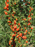 Graines de Baie de Goji, Lycium barbarum, Lyciet commun, Lyciet de Barbarie