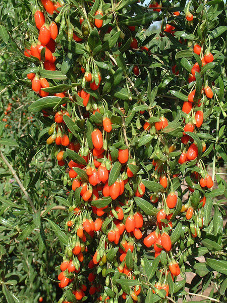 Graines de Baie de Goji, Lycium barbarum, Lyciet commun, Lyciet de Barbarie