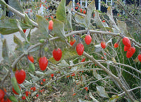 Graines de Baie de Goji, Lycium barbarum, Lyciet commun, Lyciet de Barbarie