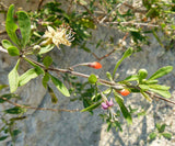 Graines de Baie de Goji, Lycium barbarum, Lyciet commun, Lyciet de Barbarie