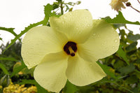 3 Graines de Aibika, Hibiscus manihot, Abelmoschus manihot