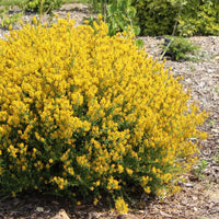 Graines Genista tinctoria, Genêt des teinturiers