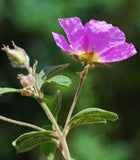 Graines de Cistus creticus, Ciste de Crète