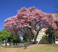 Graines Tabebuia Rosea "Pink