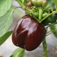 20 Graines de Poivron Doux "Chocolat", Capsicum Annuum