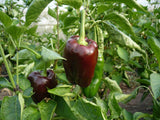 20 Graines de Poivron Doux "Chocolat", Capsicum Annuum