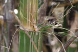 Graines de Bambou Gigantochloa Bicolor, Bambou Géant