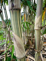 Graines de Bambou Gigantochloa Bicolor, Bambou Géant