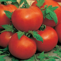 20 Graines de Tomate Alisa Craig