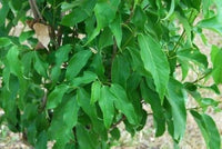 Graines de Acer cinnamomifolium, Acer coriaceifolium