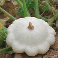 20 Graines de Patisson Blanc Custard White, Cucurbita Pepo