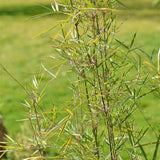 Graines de Fargesia Yuanjiangensis, Bambou non traçant