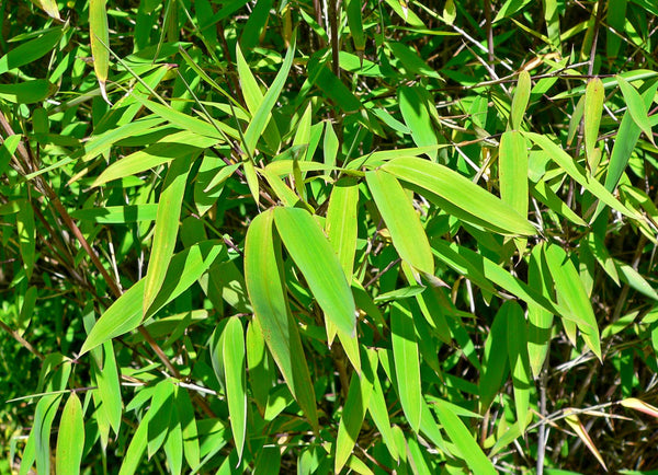 Graines de Fargesia Yuanjiangensis, Bambou non traçant