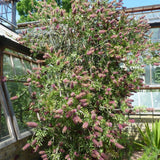 Graines Callistemon violaceus, Rince-bouteille violet