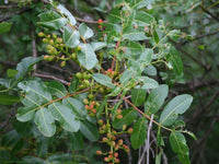 3 Graines de Pistachier térébinthe, Térébinthe, Pistacia terebinthus