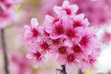 Graines de Prunus cerasoides, Cerisier Sauvage de l'Himalaya, Griotte