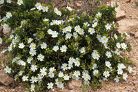 30 Graines de Ciste de Montpellier, Cistus monspeliensis