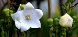 Graines Campanule Carrillon à Fleurs Blanches Campanula medium