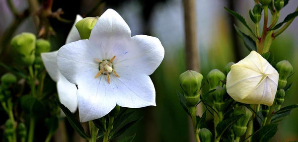 Graines Campanule Carrillon à Fleurs Blanches Campanula medium