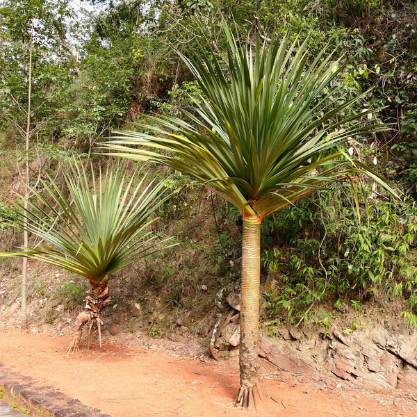 Graine Vacoa, Pandanus utilis