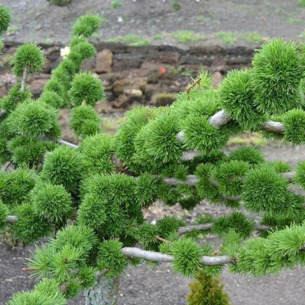 3 Graines Larix decidua, Mélèze d'Europe, Mélèze Commun, Pin de Briançon