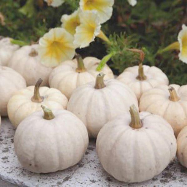 20 Graines de Courge Baby Boo, Cucurbita Pepo