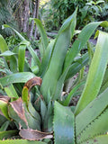 Graines Aechmea Bracteata