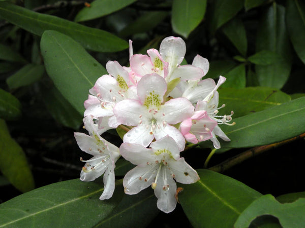 7 Graines Rhododendron maximum, Grand Laurier, Grand Rhododendron, Rhododendron Rosebay, Rhododendron Américain, Grand Rhododendron