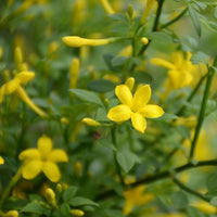 Graines Jasminum fruticans, Jasmin ligneux, Jasmin jaune, Jasmin d'été