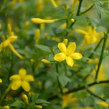 Graines Jasminum fruticans, Jasmin ligneux, Jasmin jaune, Jasmin d'été