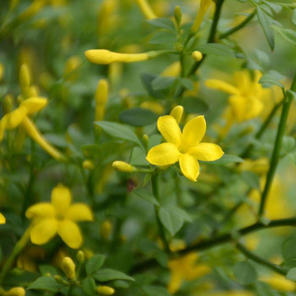 Graines Jasminum fruticans, Jasmin ligneux, Jasmin jaune, Jasmin d'été