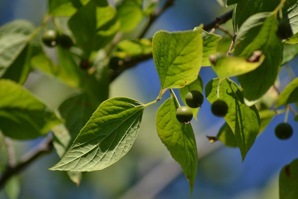 10 Graines de Celtis occidentalis, Micocoulier occidental, Micocoulier de Virginie