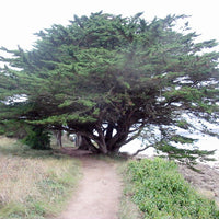 3 Graines de Cyprès de Lambert, Cupressus Macrocarpa, Cyprès de Monterey