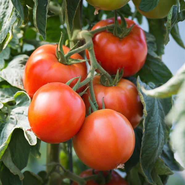 20 Graines de Tomate "Saint Pierre", Solanum Lypersicum