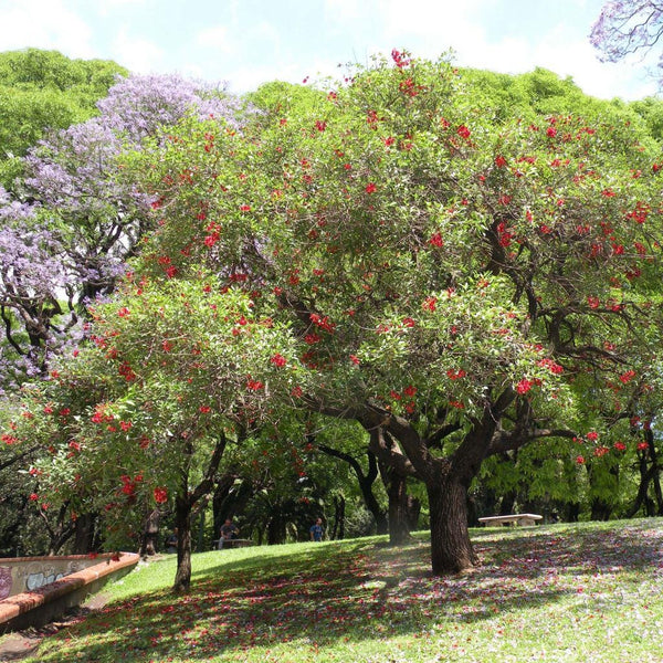 Graines Erythrina crista-galli