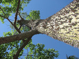 10 Graines Ceiba Speciosa, Arbre Bouteille, Kapokier, Bâton Ivre