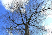 7 Graines Ceiba Speciosa, Arbre Bouteille, Kapokier, Bâton Ivre